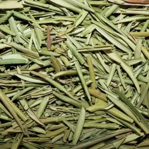 Olivier (feuille)